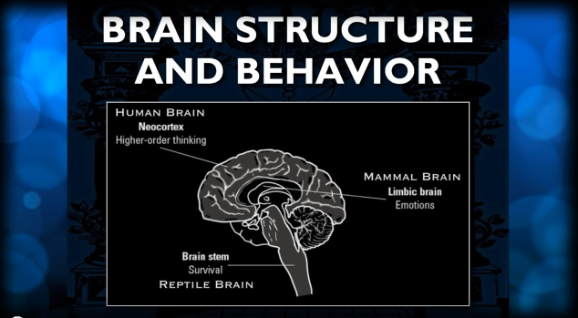 Brain Structure and Behavoir
