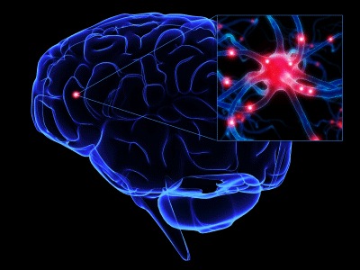 Brain