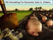 CAS_Ontario_children_aid_harvesting_for_economic_gain_Ontario_796768