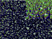 Media_img_Dragonfly_wing