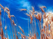 wheat