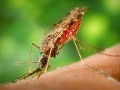 anopheles-albimanus-660-1